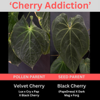 Anthurium 'Cherry Addiction'