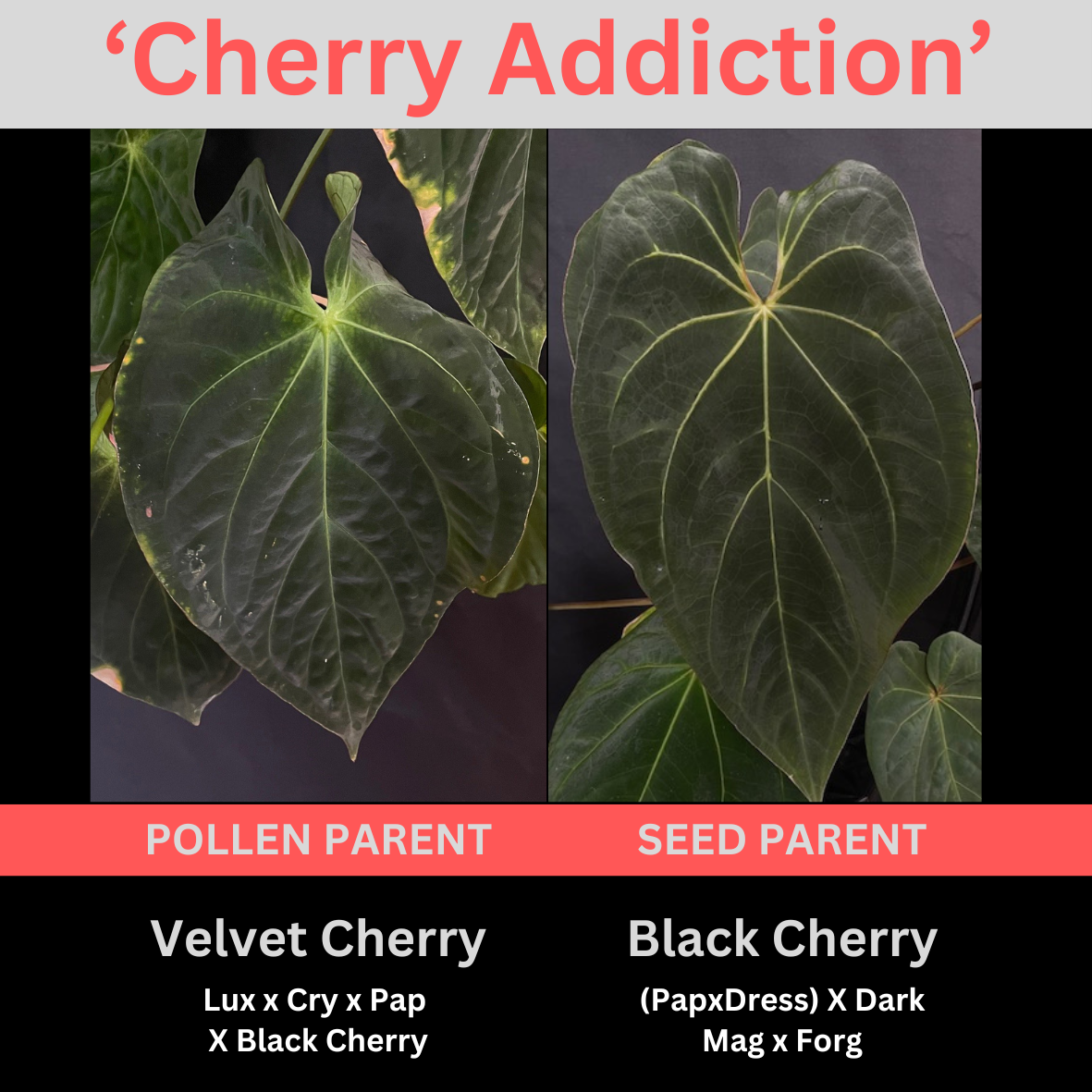 Anthurium 'Cherry Addiction'