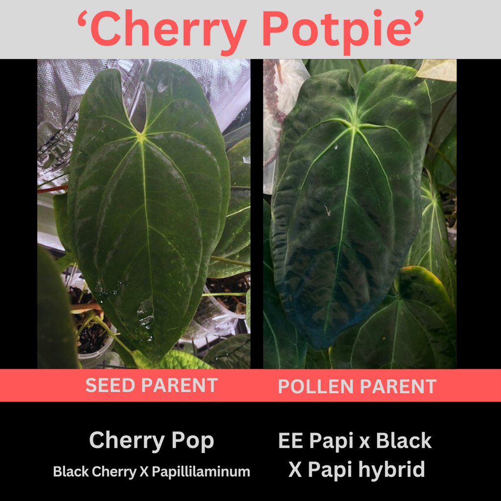 Anthurium Seedling 'Cherry potpie' - Grower's choice