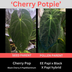 Anthurium Seedling 'Cherry potpie' - Grower's choice