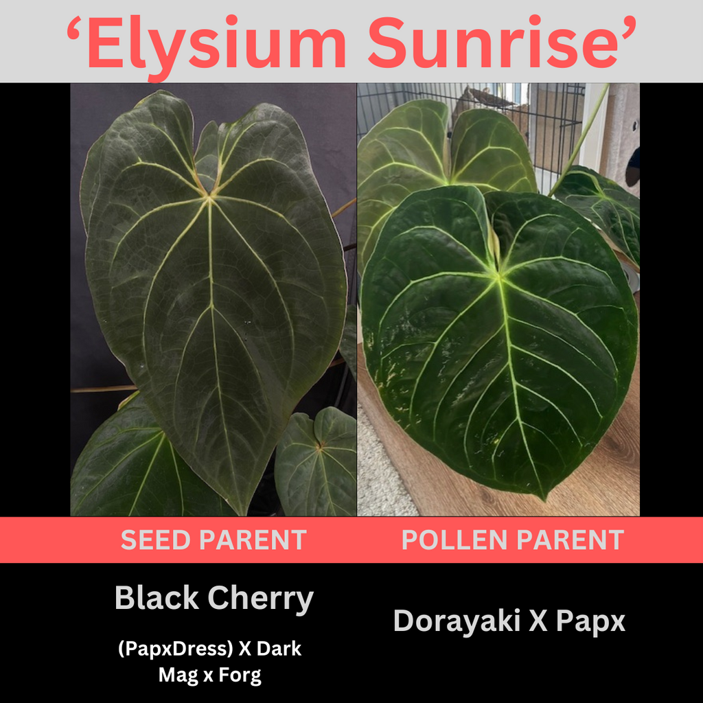 Anthurium 'Elysium Sunrise'
