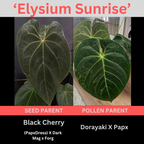 Anthurium 'Elysium Sunrise'