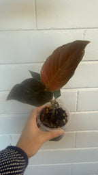 Rhasospatha sp.