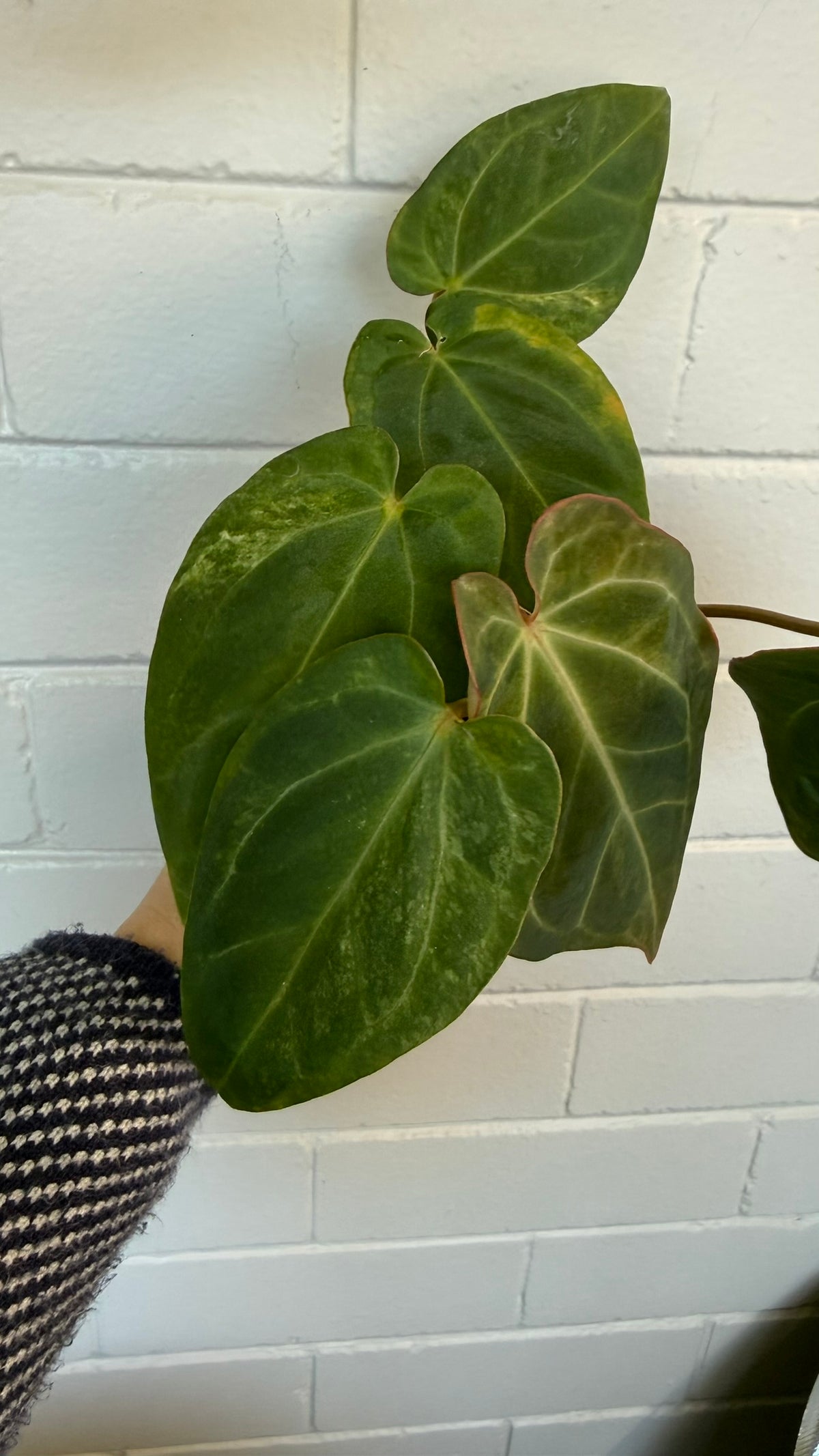 Anthurium Variegated Forgettii x X Black Cherry