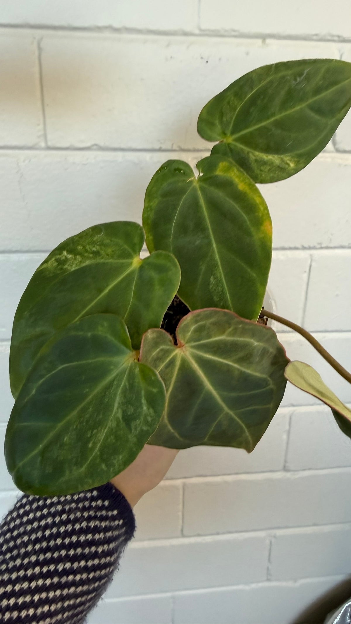 Anthurium Variegated Forgettii x X Black Cherry