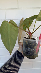 Anthurium Variegated Forgettii x X Black Cherry