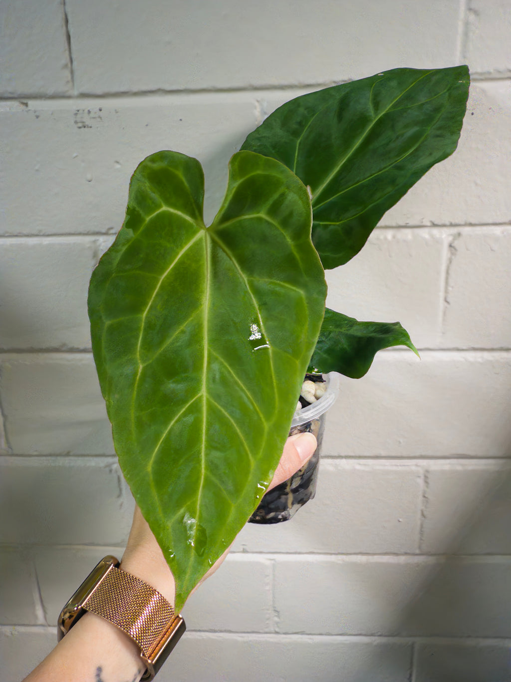 Anthurium ‘Elysium sunrise' [Black Cherry X (DorayakiXPapx)]