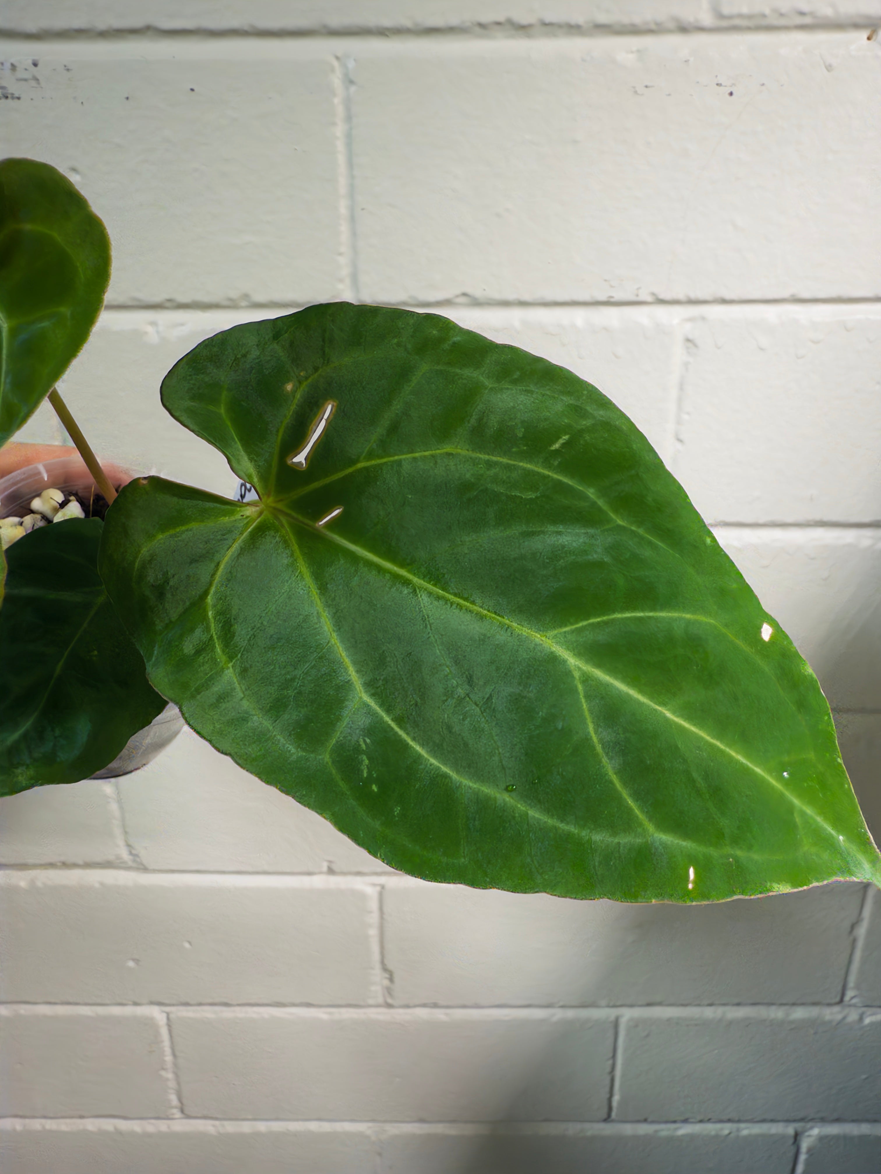 Anthurium ‘Elysium sunrise' [Black Cherry X (DorayakiXPapx)]