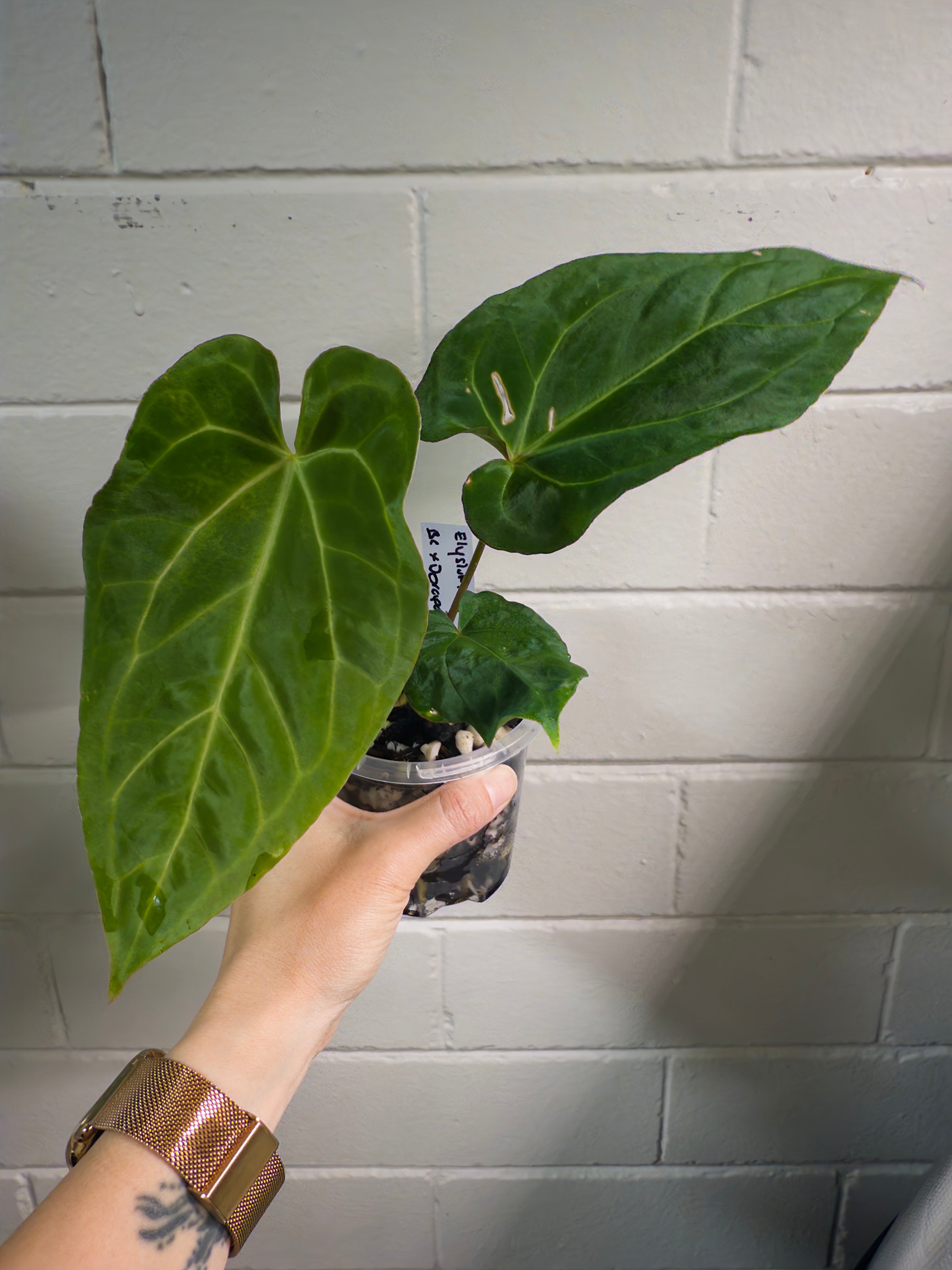 Anthurium ‘Elysium sunrise' [Black Cherry X (DorayakiXPapx)]