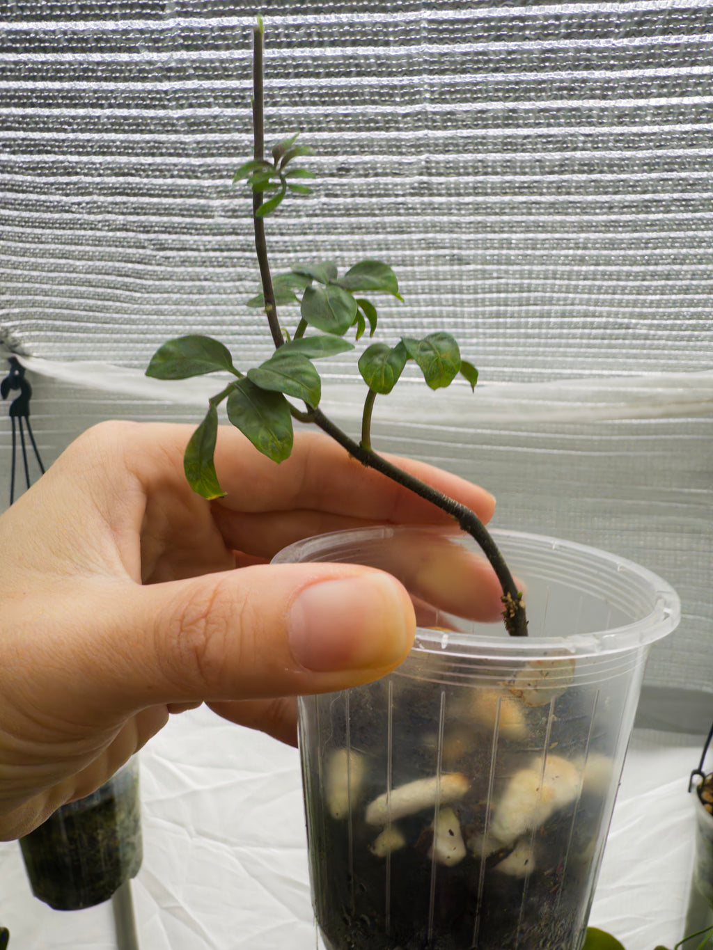Solanum uleanum