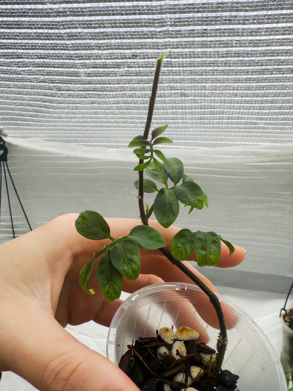 Solanum uleanum