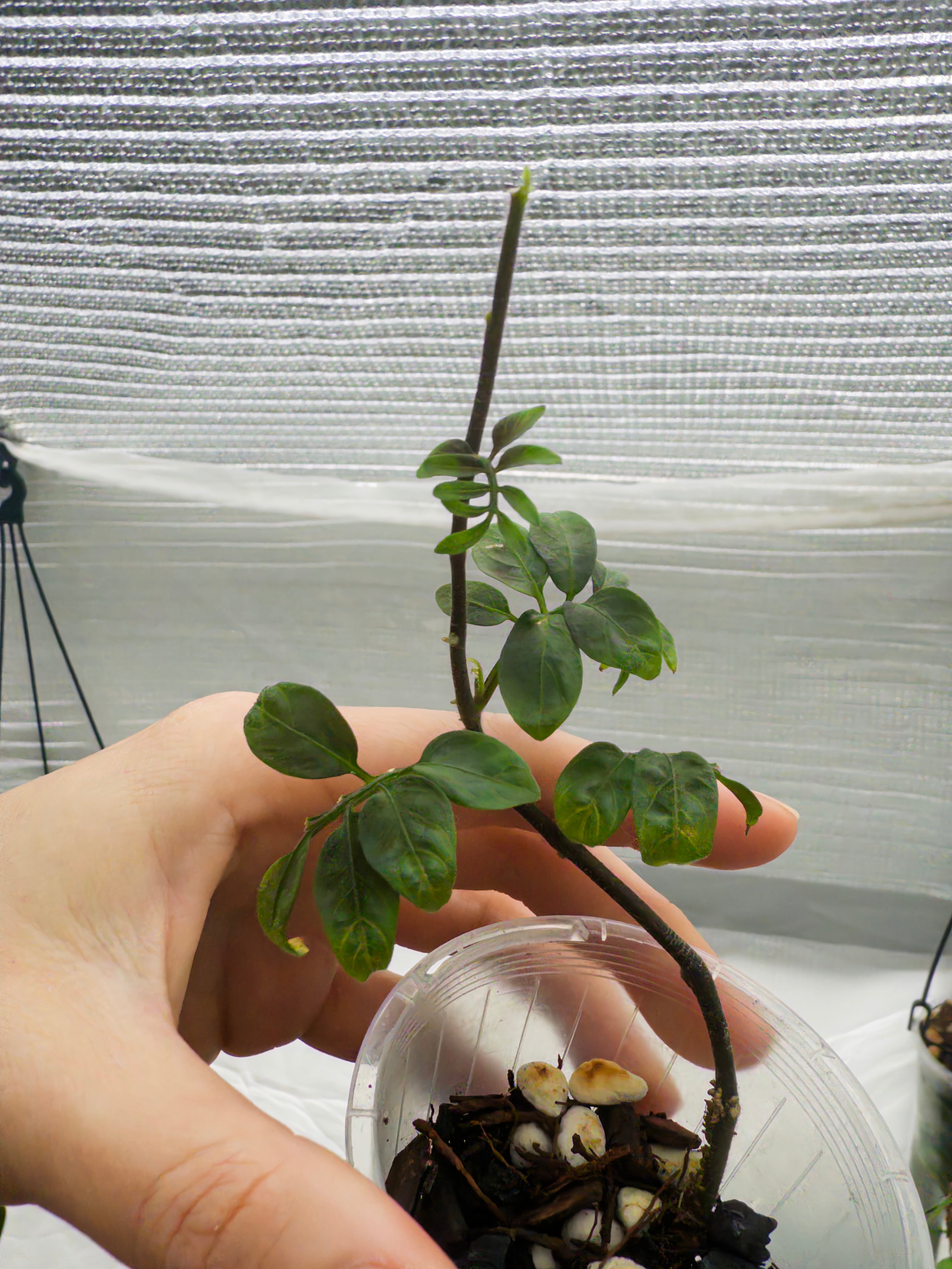 Solanum uleanum
