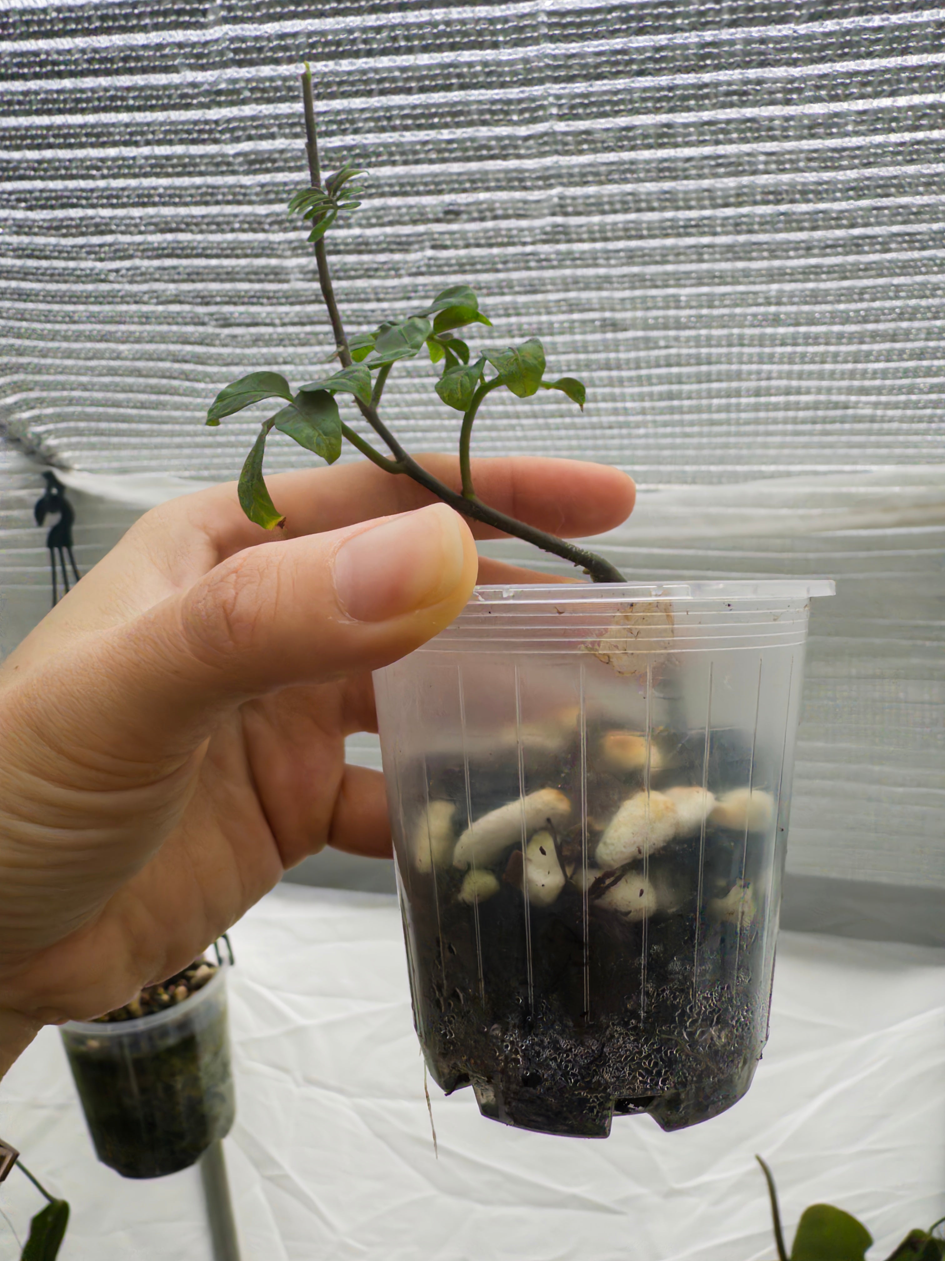 Solanum uleanum