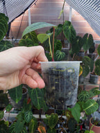 Anthurium Arisaemoides