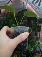 Anthurium Arisaemoides