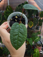 Anthurium Arisaemoides