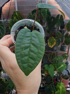 Anthurium Arisaemoides