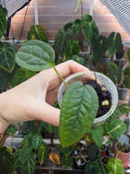 Anthurium Arisaemoides