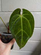 Anthurium 'Elysium Sunrise'