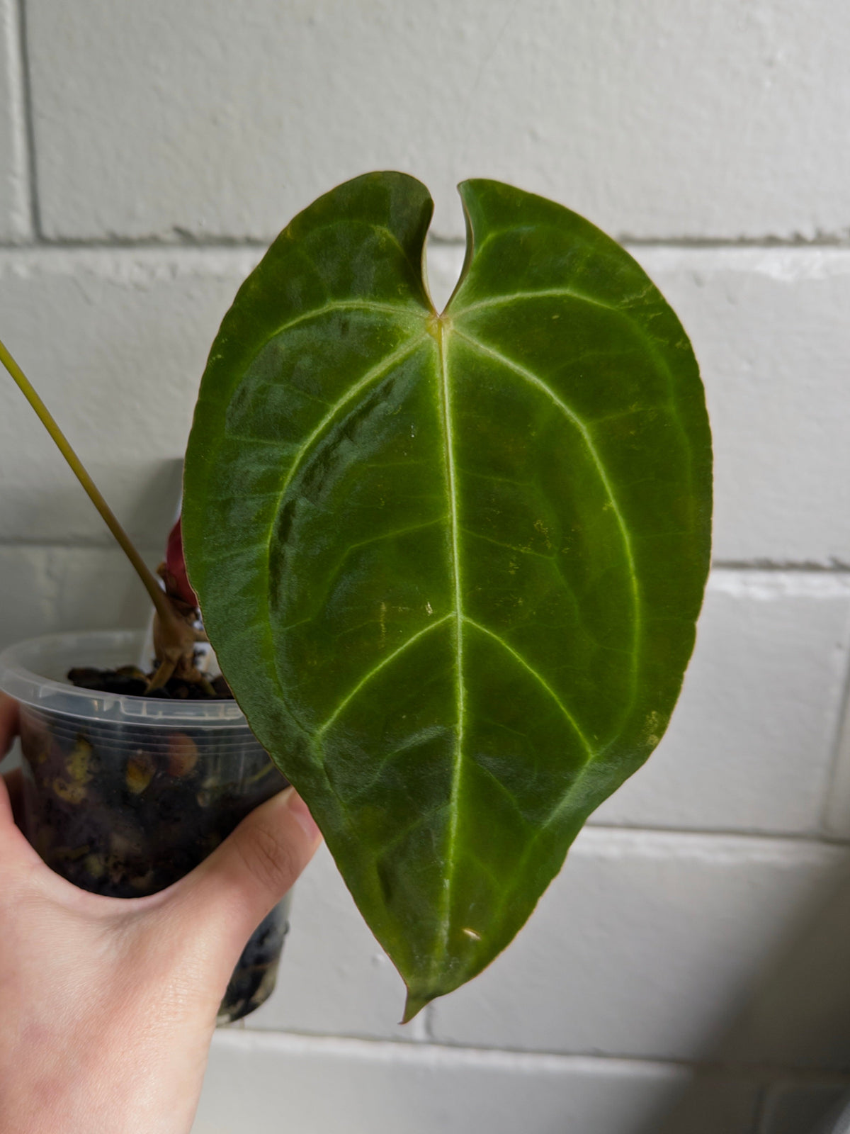 Anthurium 'Elysium Sunrise'