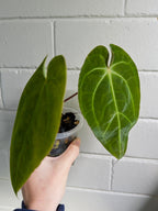 Anthurium 'Elysium Sunrise'