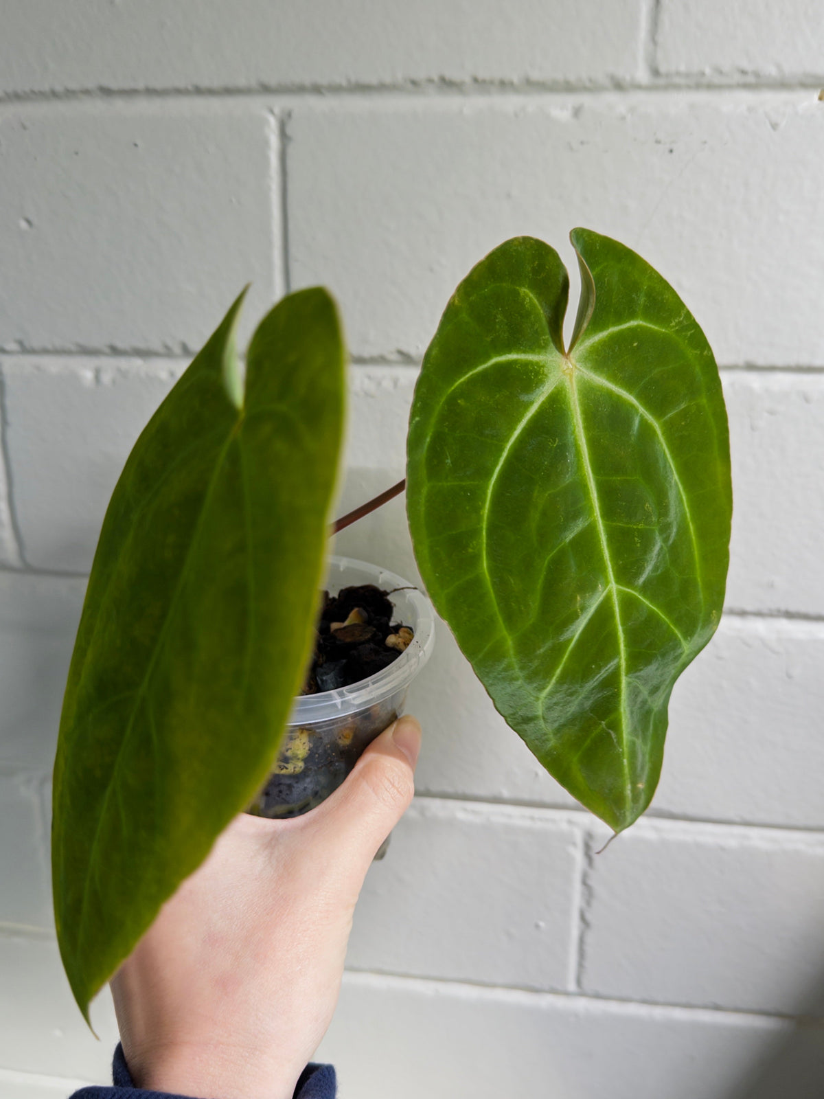 Anthurium 'Elysium Sunrise'