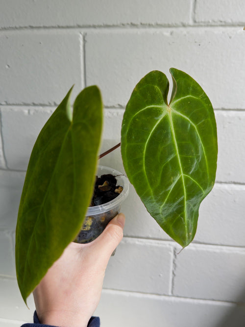 Anthurium 'Elysium Sunrise'