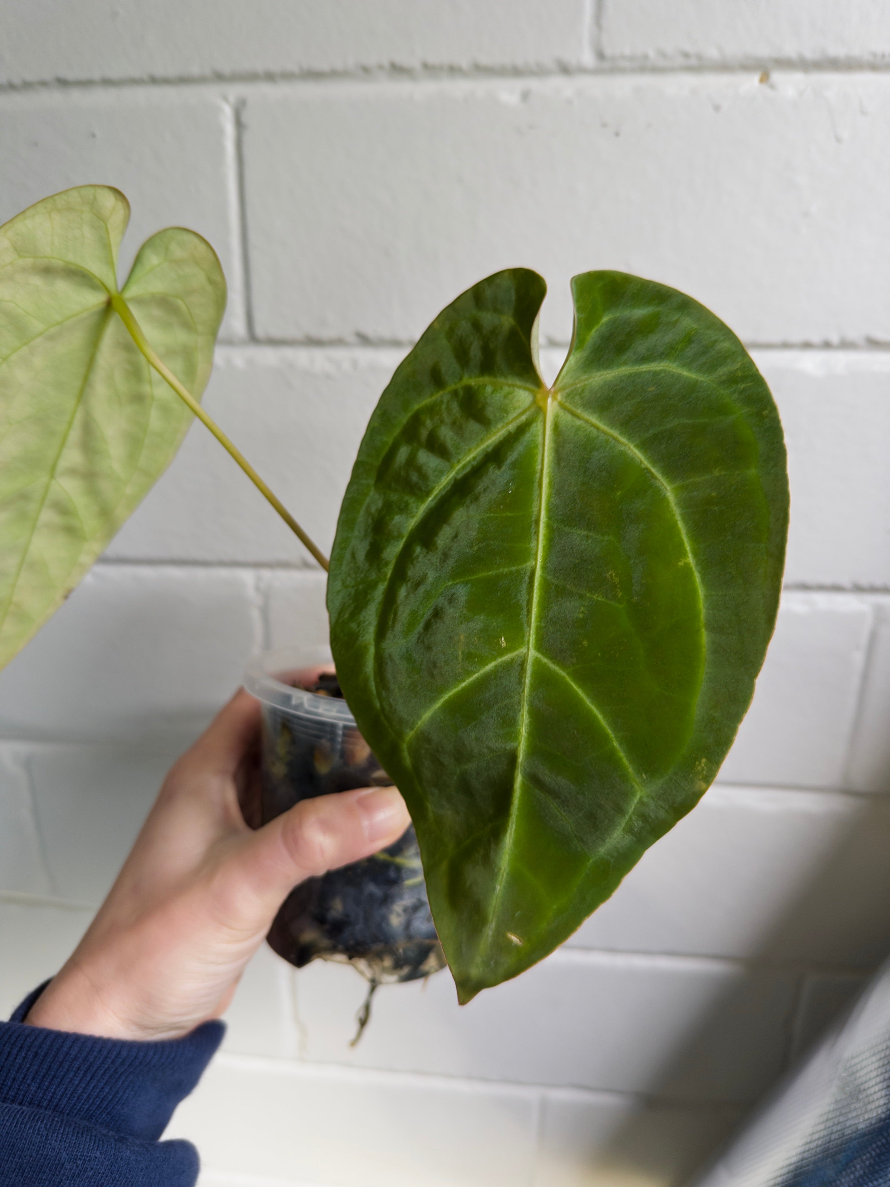 Anthurium 'Elysium Sunrise'