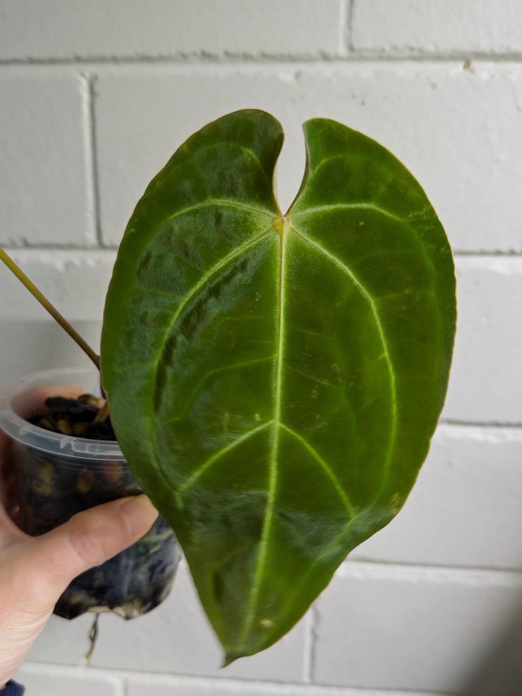 Anthurium 'Elysium Sunrise'