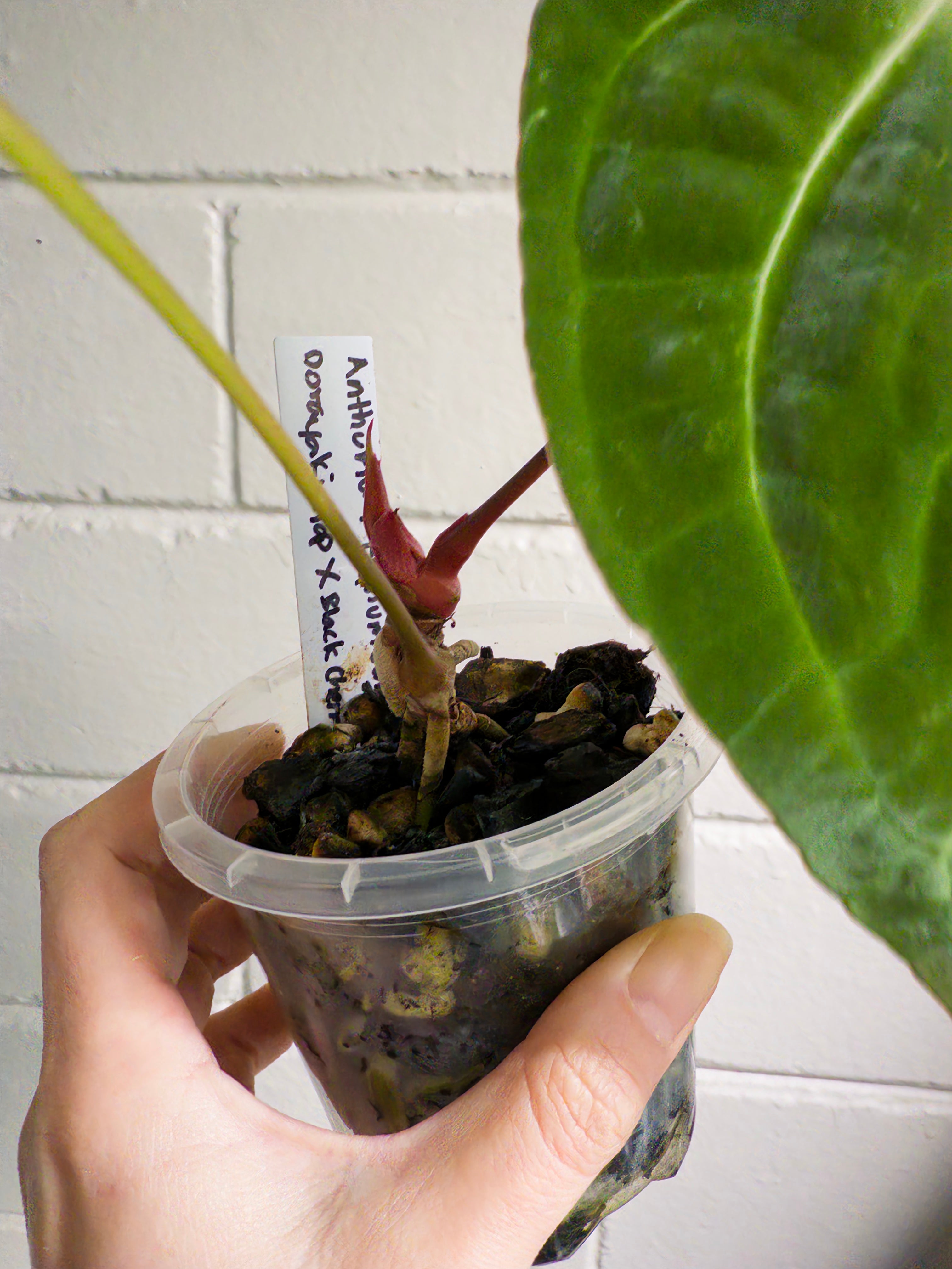 Anthurium 'Elysium Sunrise'