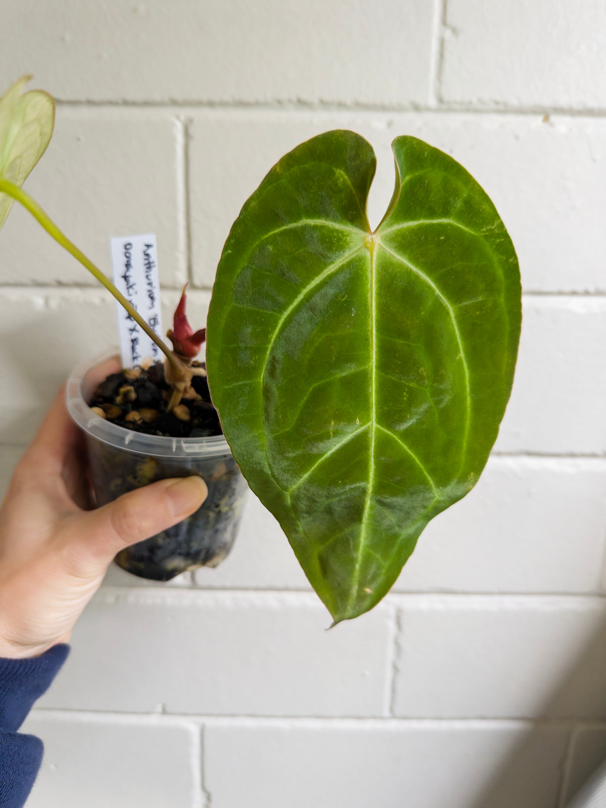 Anthurium 'Elysium Sunrise'