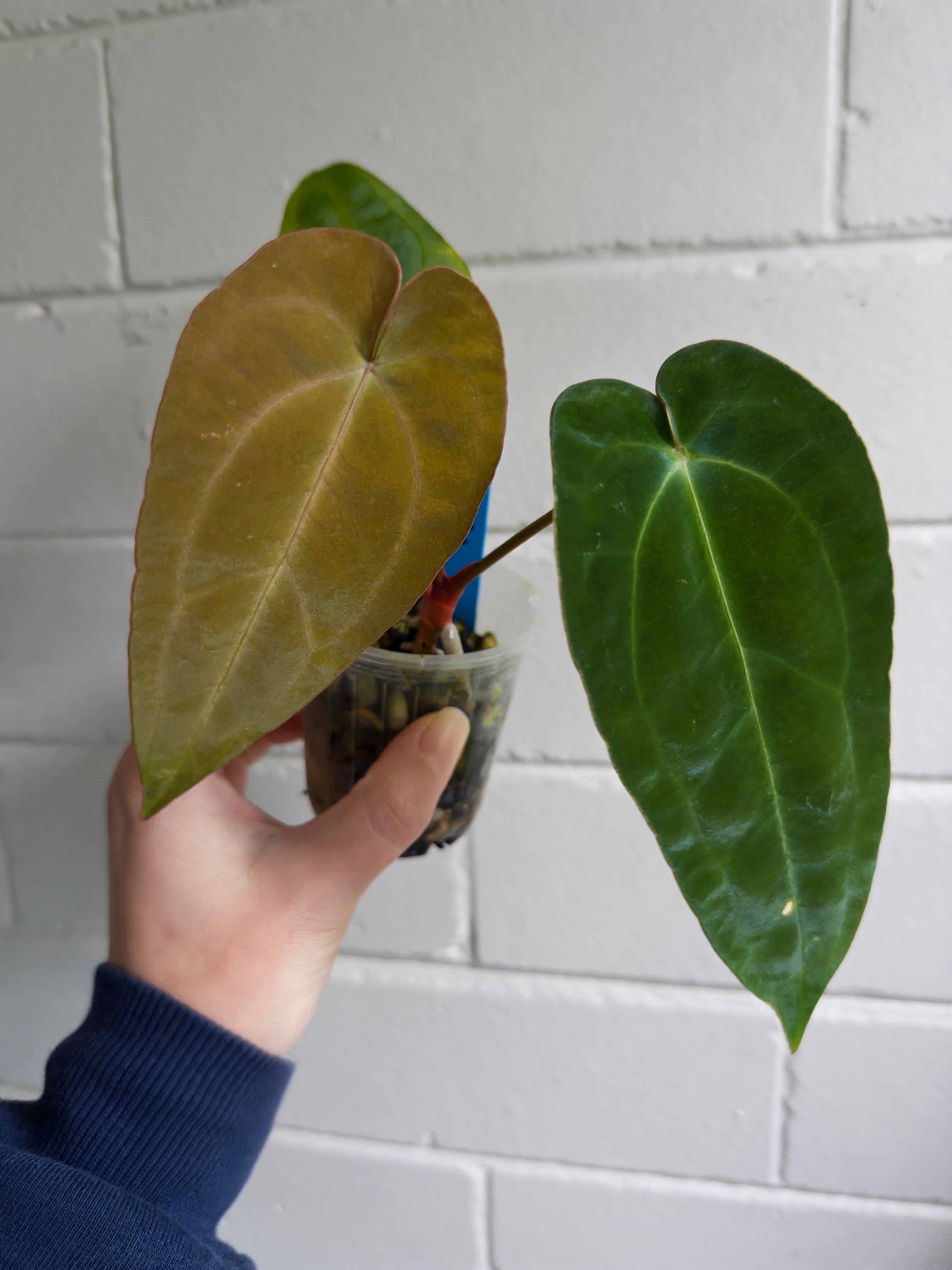 Anthurium 'Cherry Addiction'