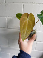 Anthurium 'Cherry Addiction'