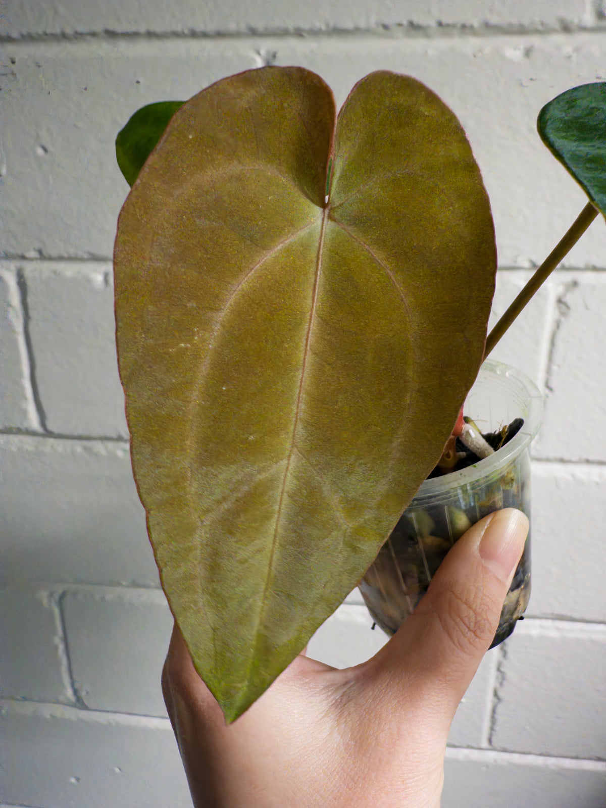 Anthurium 'Cherry Addiction'