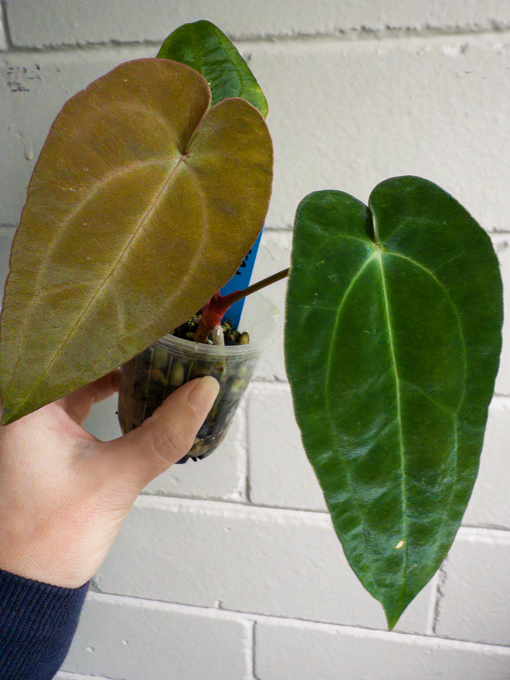 Anthurium 'Cherry Addiction'