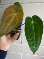 Anthurium 'Cherry Addiction'