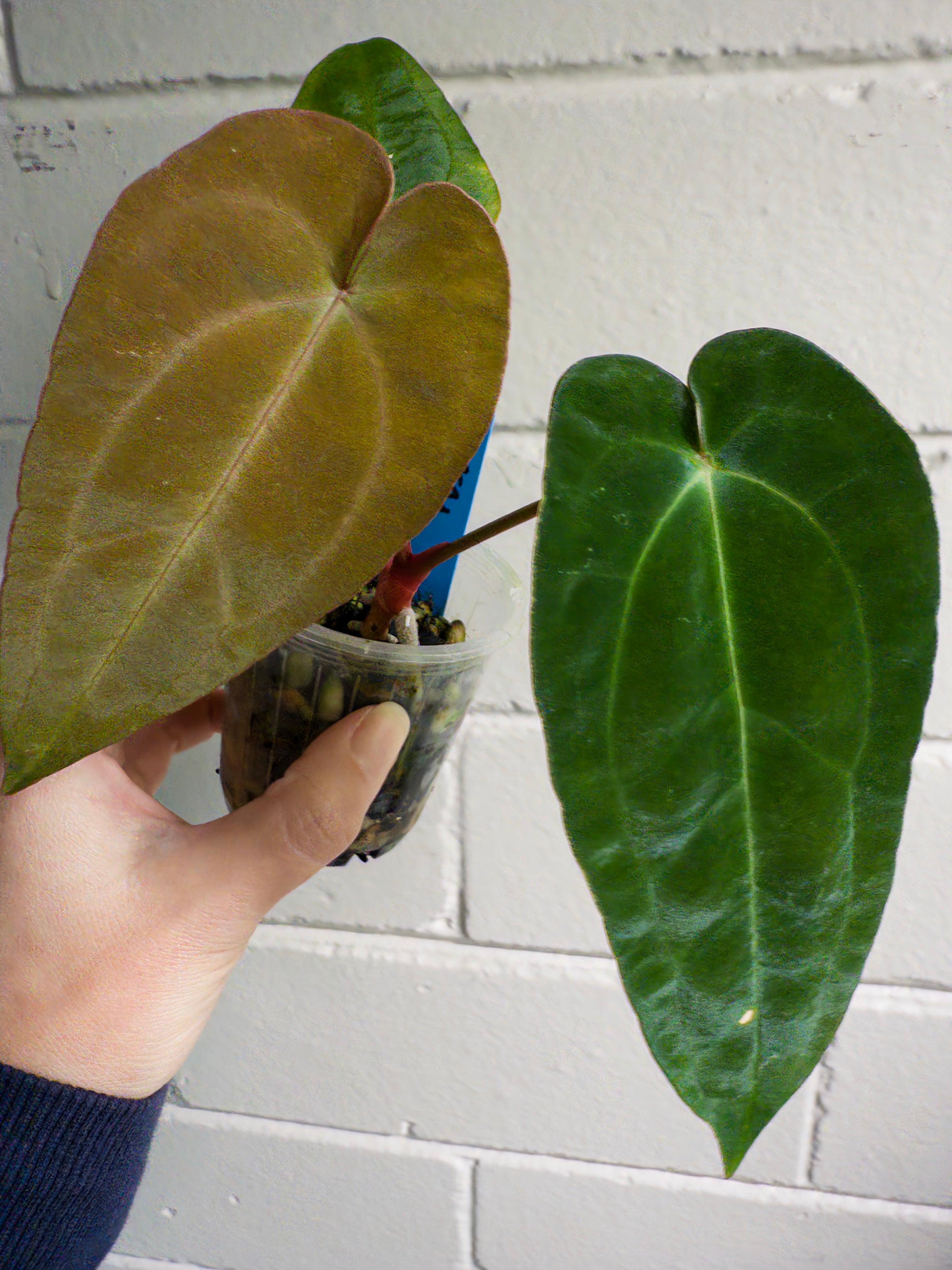 Anthurium 'Cherry Addiction'