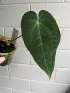 Anthurium 'Cherry Addiction'