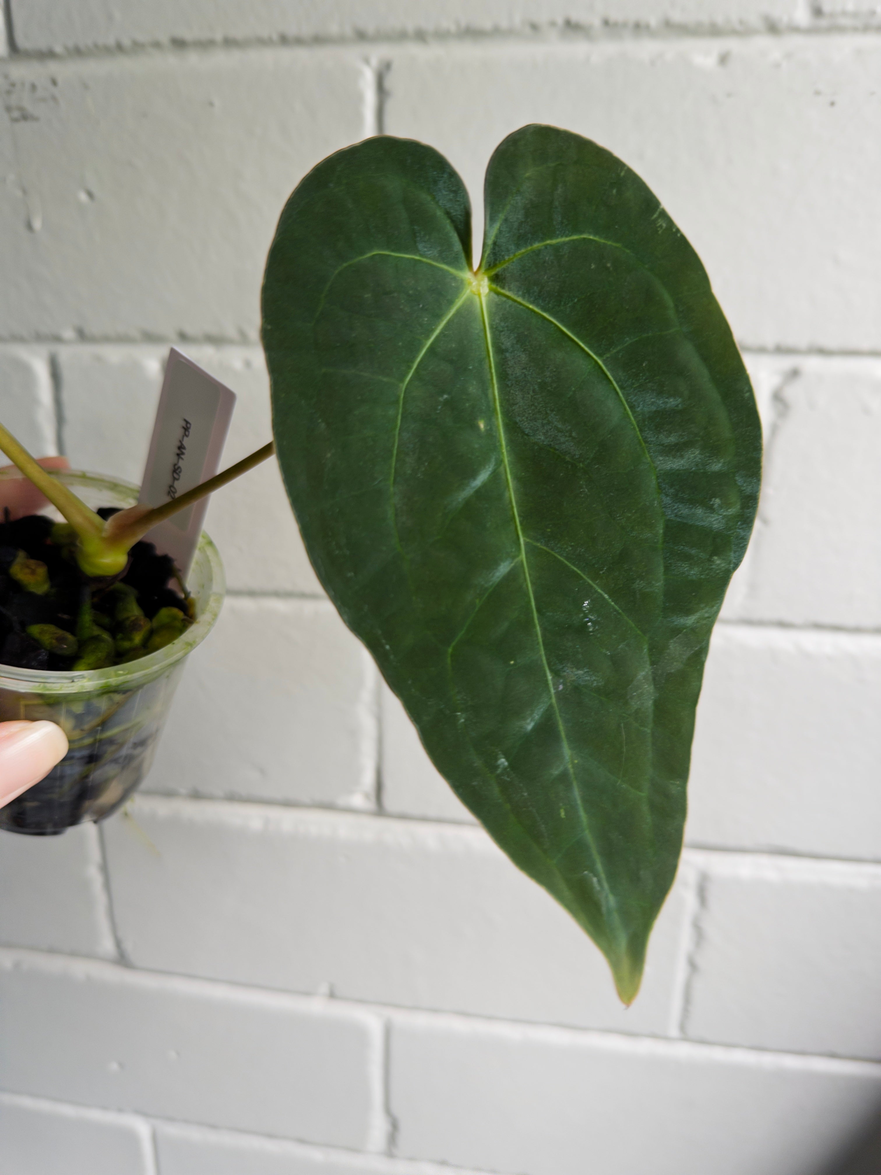 Anthurium 'Cherry Addiction'