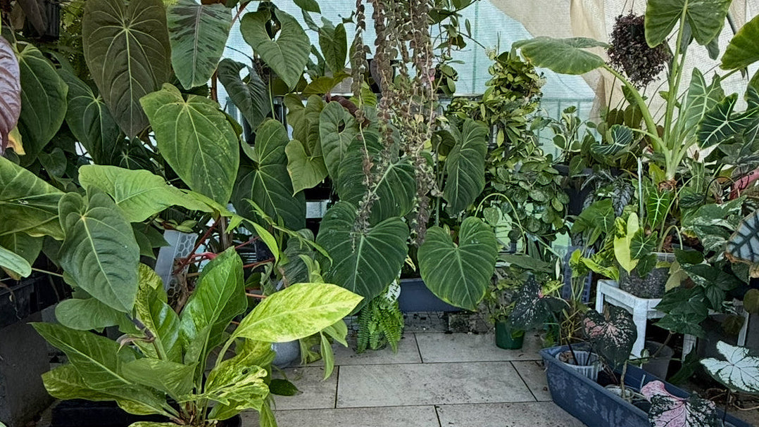 Greenhouse