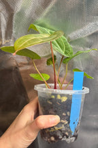 Anthurium 'Moonpebble' | (PapXLuxXCrys) X (Bloodmoon x Papx)