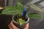 Anthurium 'Moonpebble' | (PapXLuxXCrys) X (Bloodmoon x Papx)