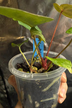 Anthurium 'Moonpebble' | (PapXLuxXCrys) X (Bloodmoon x Papx)