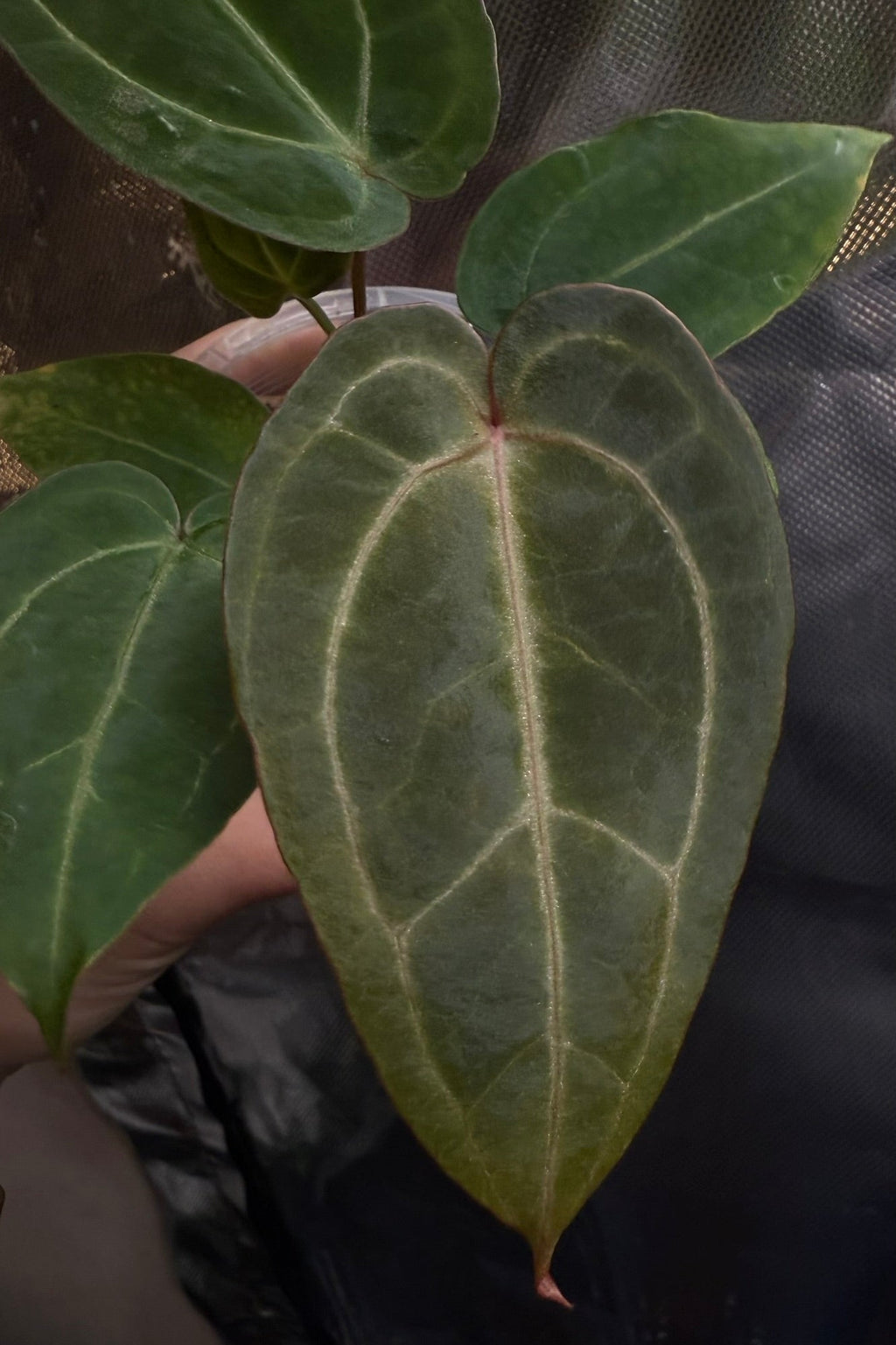 Anthurium 'Moonpebble'- (PapXLuxXCrys) X (Bloodmoon x Papx)
