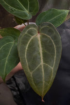Anthurium 'Moonpebble' | (PapXLuxXCrys) X (Bloodmoon x Papx)