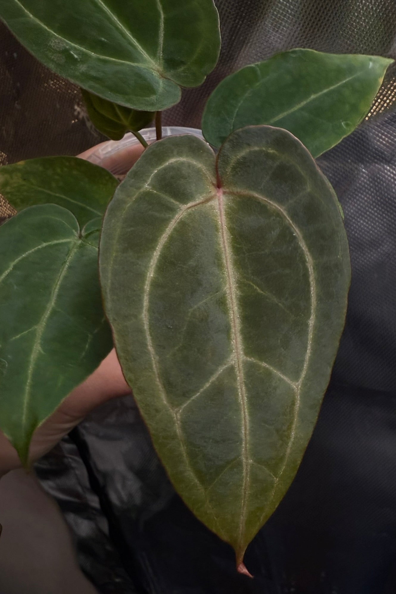 Anthurium 'Moonpebble'- (PapXLuxXCrys) X (Bloodmoon x Papx)
