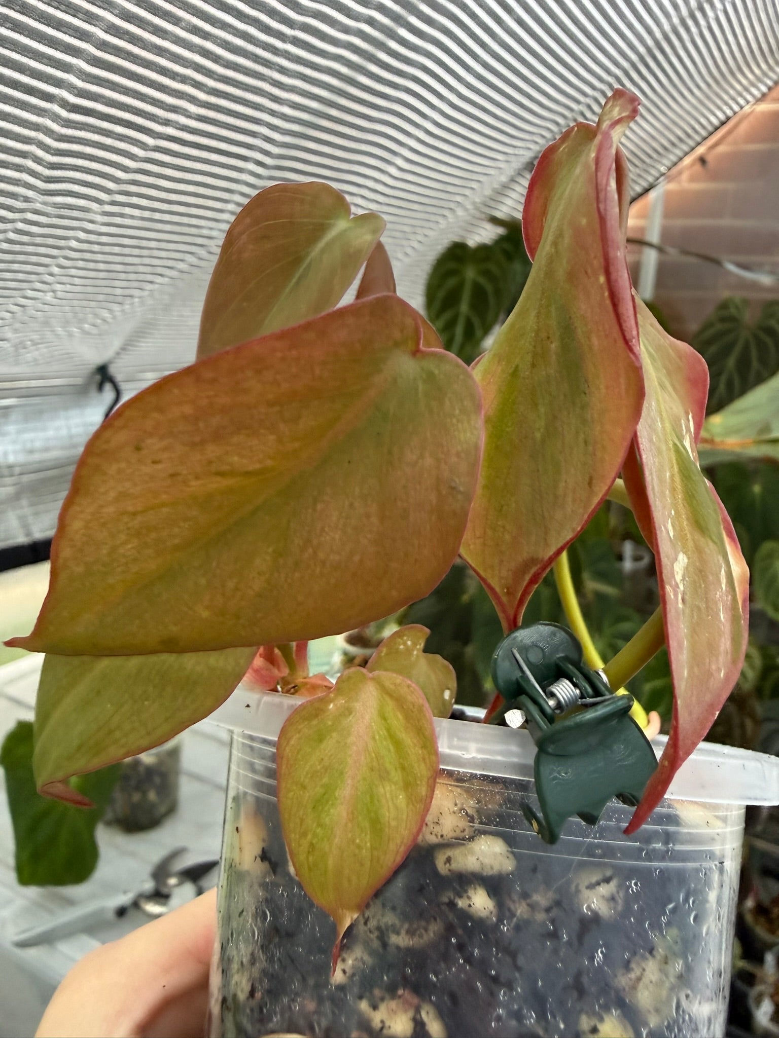 Philodendron Micans narrow form variegated