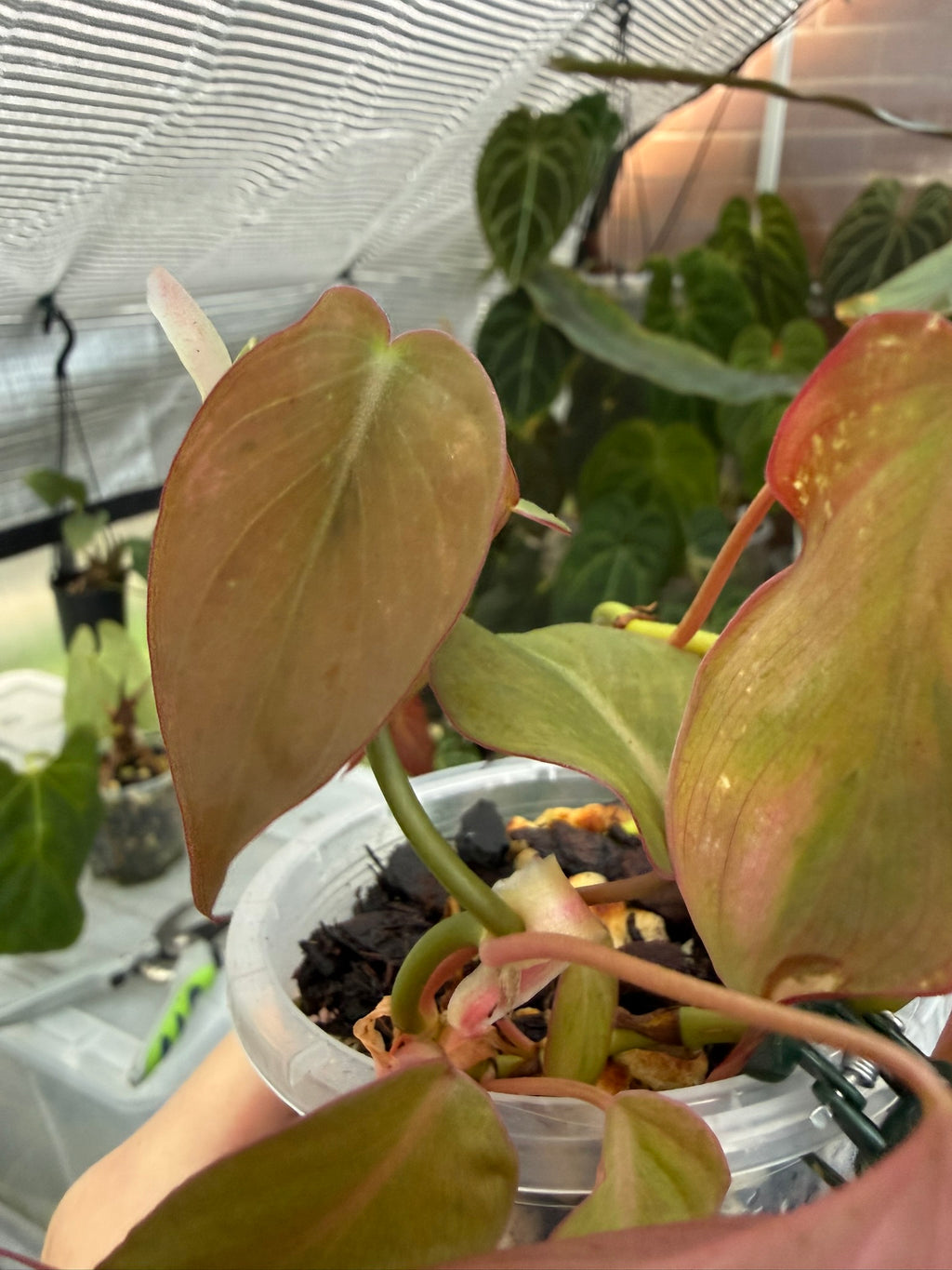 Philodendron Micans narrow form variegated