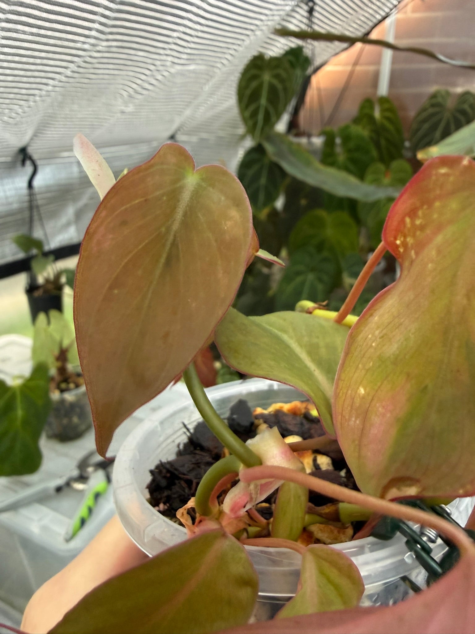 Philodendron Micans narrow form variegated