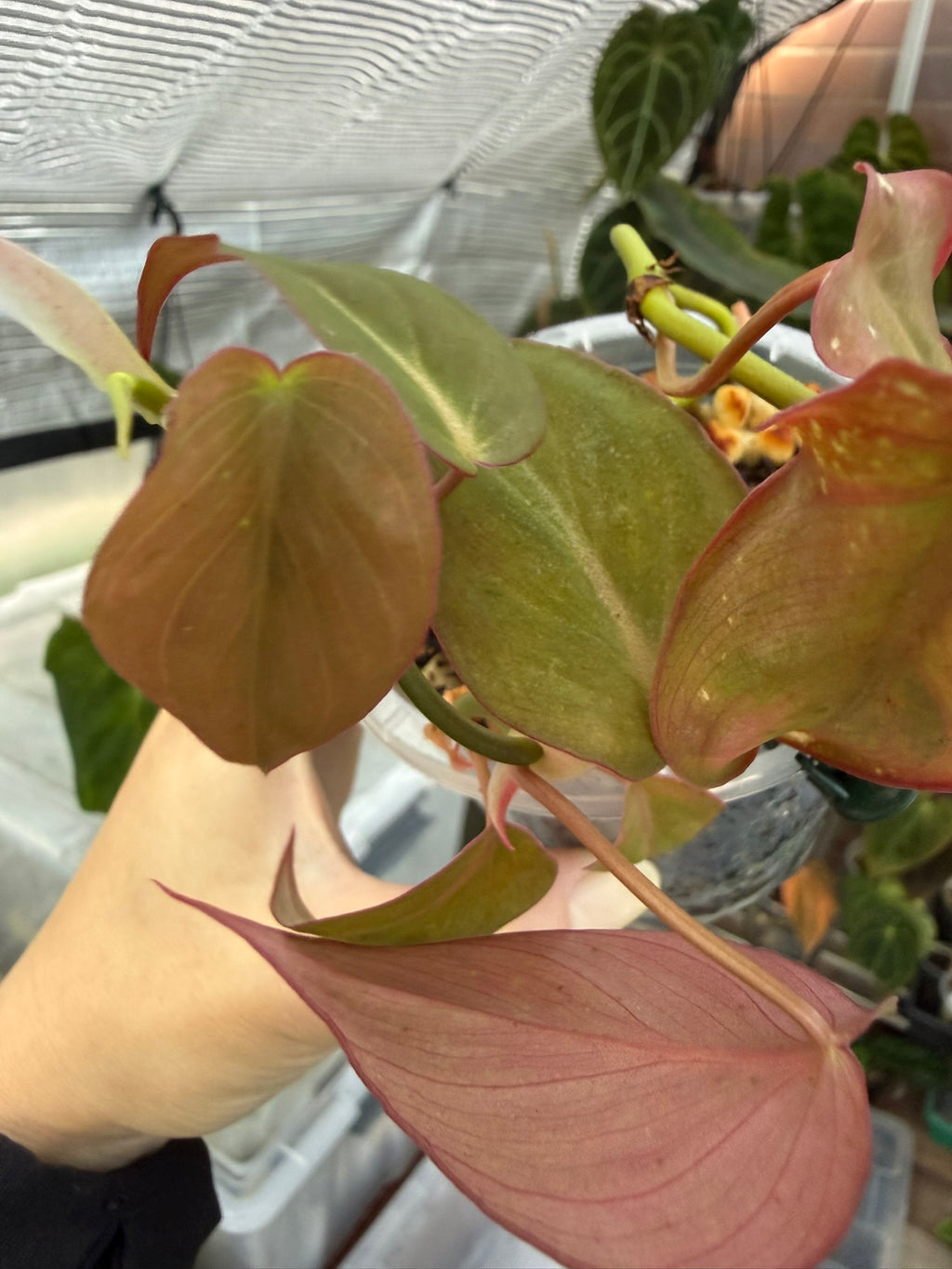 Philodendron Micans narrow form variegated